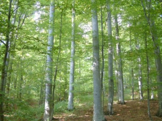 Romsilva alocă 41,8 mil. lei pentru lucrările de corectare a torenţilor în zonele forestiere